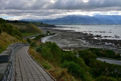 kaikoura-peninsula-walkway-gallery